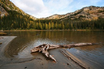 Falling for Larches