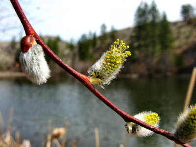 1Blooming pussywillow.jpg