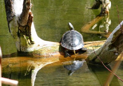 Turtle