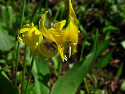 1glacier lily.jpg