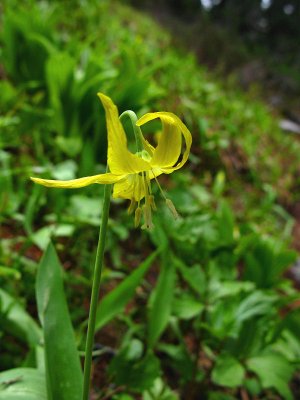 1glacier lily.jpg