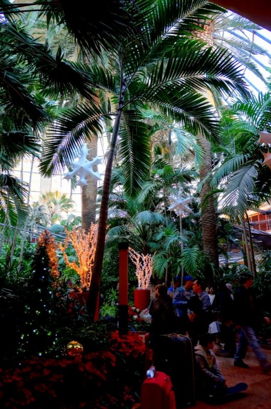 Tropical Rain Forest at The Mirage
