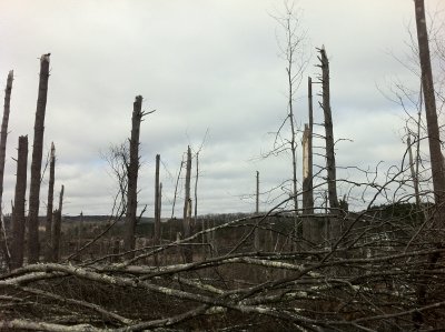 Tornado Damage near Sturbridge, MA