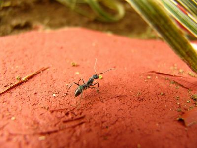 Wandering Ant