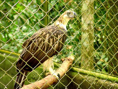 Philippine Eagle