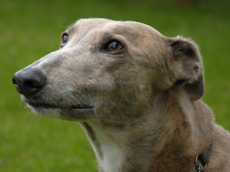 Zena, a rescue greyhound on the occasion of weekly fishmongers visit