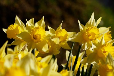 no spring without daffs - a wild bunch
