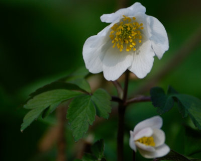 Anemone - wood or spring? Please ID if expert