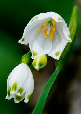 Spring snowflake - Leucojum vernum