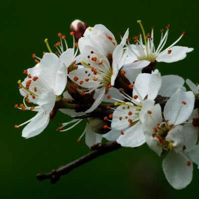 cherry blossom 2011