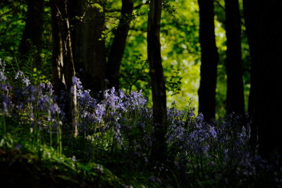 bluebells otherwise