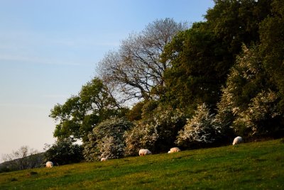 month of May, May blossom and may the light shine on you too