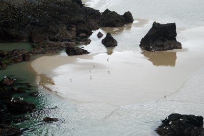 gulls reflecting