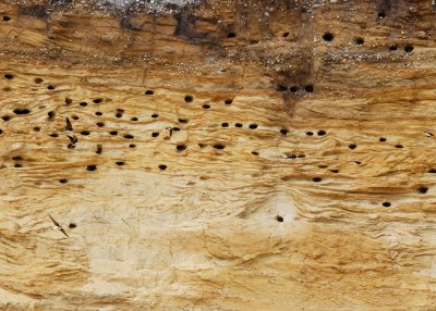 sandmartins feeding their young in the nests