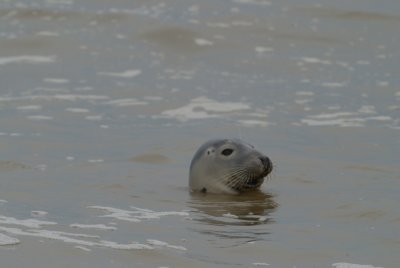 grey seal in grey sea on a grey day,but...