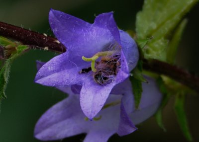 A B in a Campanula