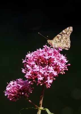 painted lady passing