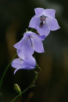 3 belles - harebells ( campanula rotundifolia )