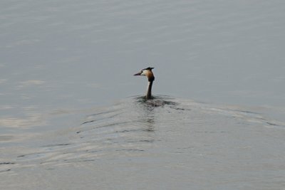 Grebe on Lear Lake, I will spare you the sculptures