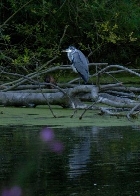 heron's suppertime