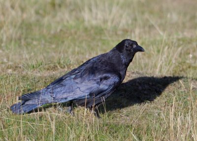 not quite as black as its painted (Raven corvus corax )