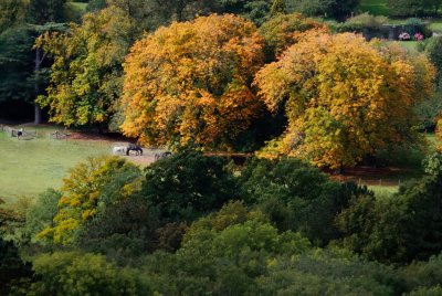 horse - chestnuts