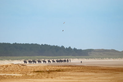 Holkham Holiday for Household Cavalry