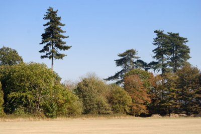 big fields, silly small woods