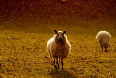 raining sheep and lambs