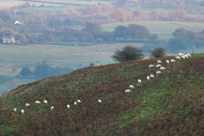 sheep gang mows Malverns