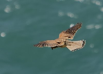 kestrel over the water