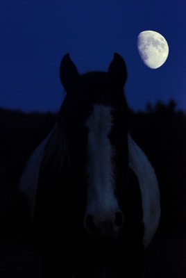 horsing around with the moon