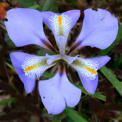 winter iris