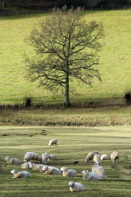 winter pastoral