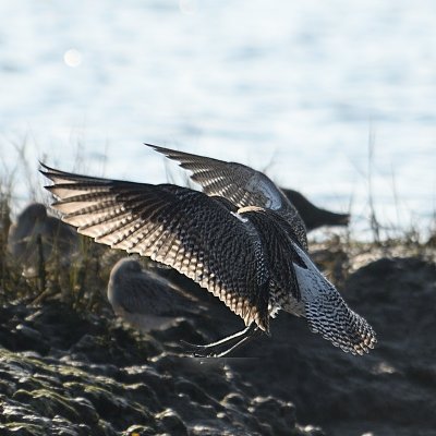 Bar tailed Godwit landing