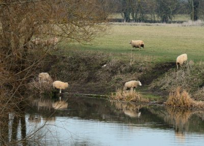 sheep reflections...