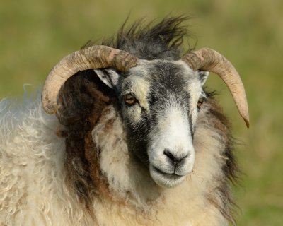 sheepish portrait