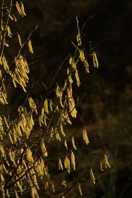 catkins