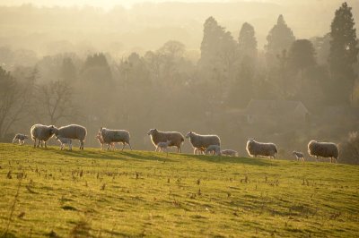 sheepscape 2