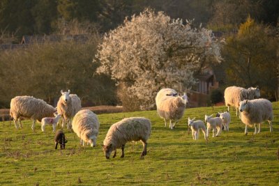 sheepscape 3