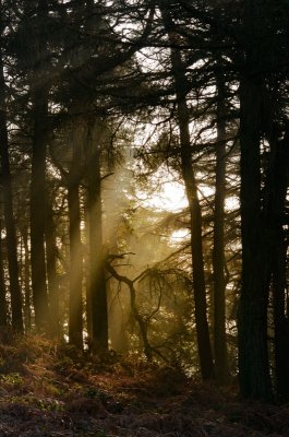 mist in the trees