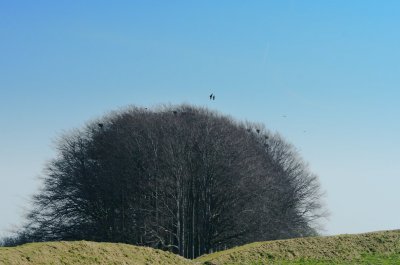 the rookery