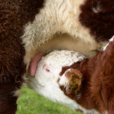 local Herefords - 1 of 3