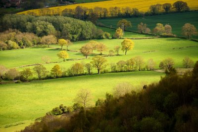 fields in spring