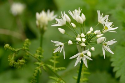 wild garlic tamed