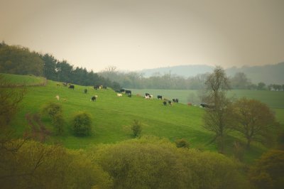 just grazing in the rain