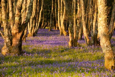 oh no, not more bluebells