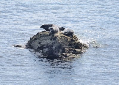seal family