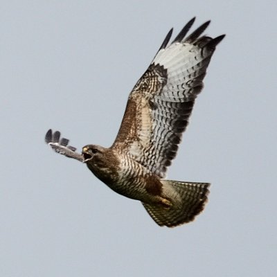 another frustrated buzzard