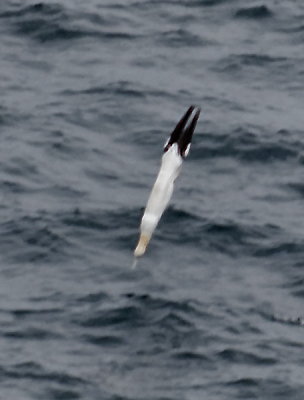 gannet fishing technique